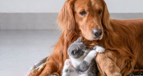 Zooplus Έως και 40% Έκπτωση Zooplus σε τροφές, σνακ, παιχνίδια και αξεσουάρ