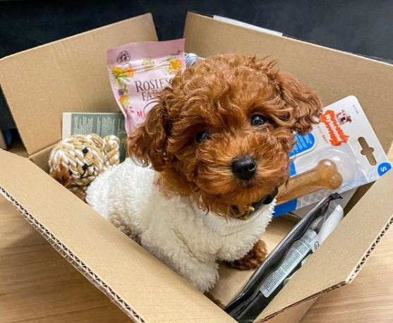 Zooplus σκυλάκι στο κουτί